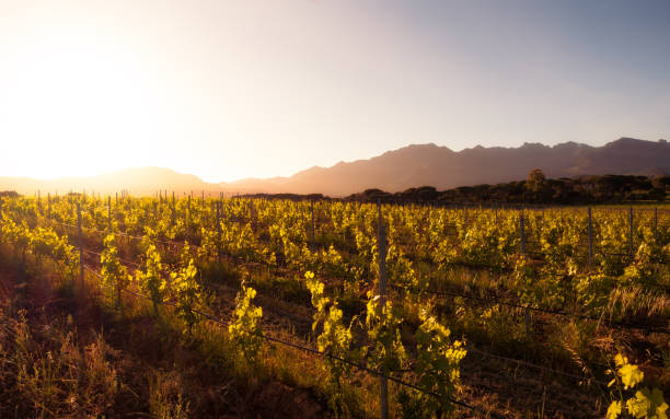istock Sunrise over vineyard in Corsica 1320759925