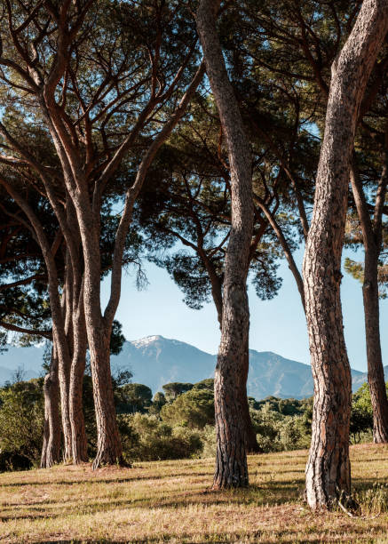 istock Pine trees and snow capped mountains in Corsica 1320759926