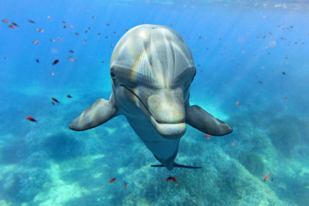 istock dolphin underwater on the reef background 1320759994