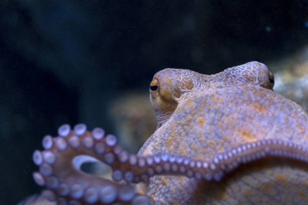 istock octopus underwater close up portrait 1320760002