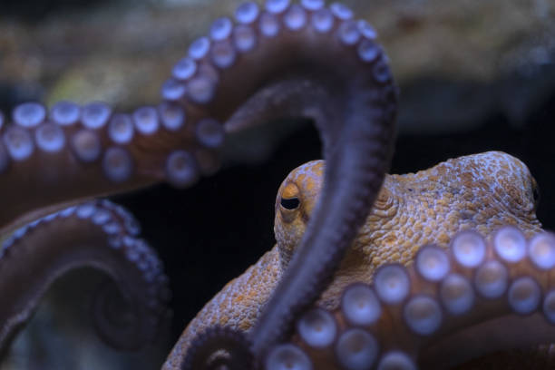 istock octopus underwater close up portrait 1320760018