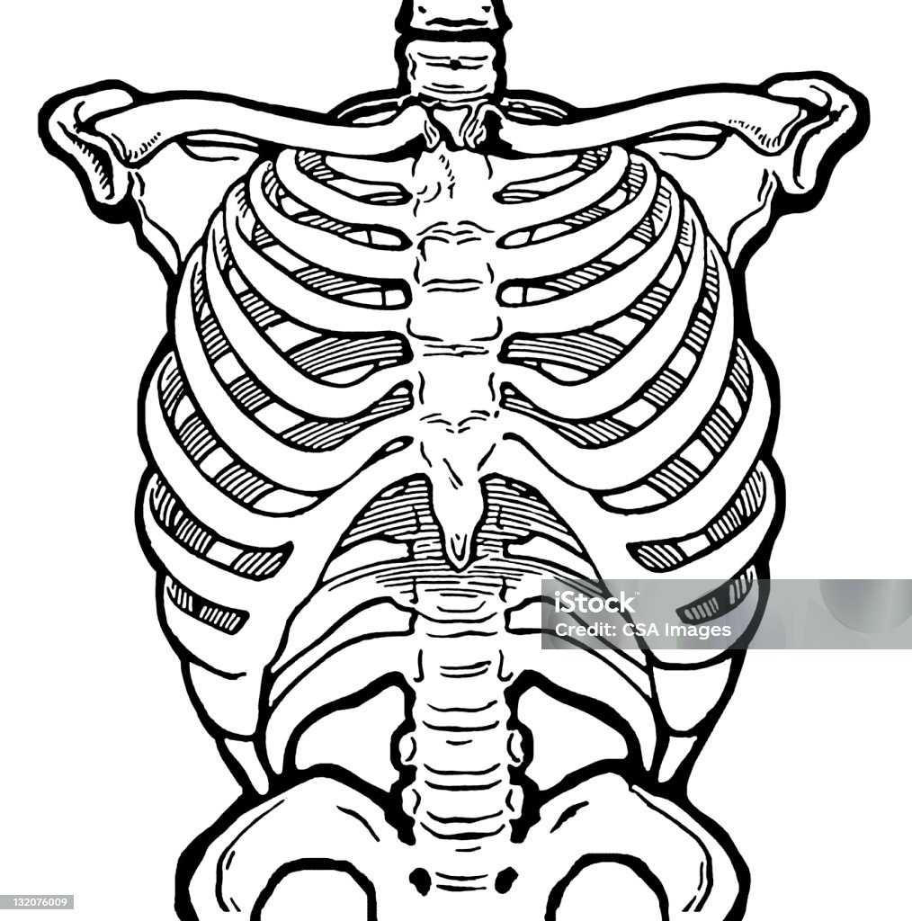 Human Ribcage Stok Vektör Sanatı & Anatomi‘nin Daha Fazla Görseli ... Biology Diagrams