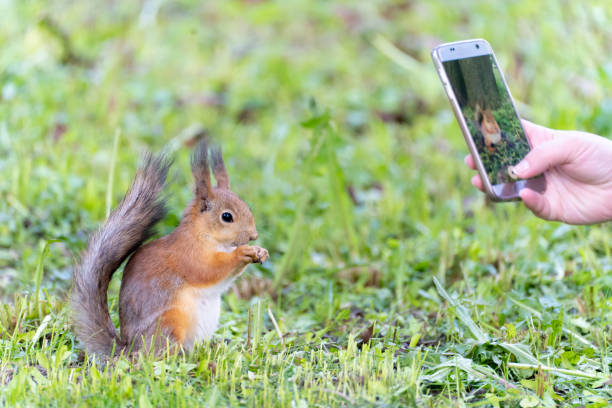 istock people  taking photo of red squirrel eats in park 1320760878