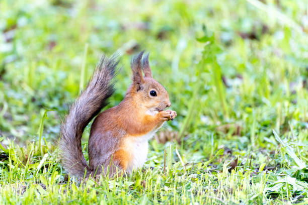 istock Portrait of a  squirrel sitting on a grass while eating a nut 1320760902