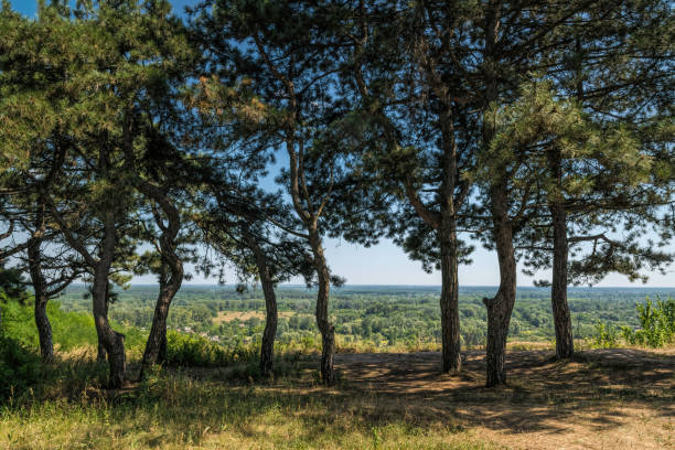 istock Sunny summer valley and pine forest 1320763612
