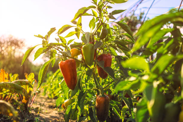 pimientos de pimentón de campana maduros en un huerto soleado - pepper bell pepper growth ripe fotografías e imágenes de stock