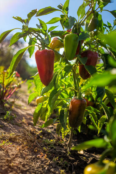 pimientos de pimentón de campana maduros en un huerto soleado - greenhouse pepper vegetable garden agriculture fotografías e imágenes de stock