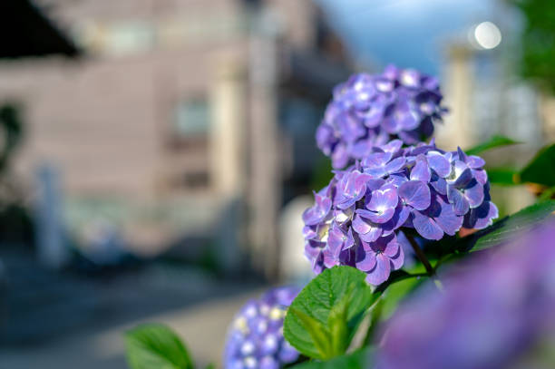 istock Many hydrangeas bloom at a shrine in Hakusan, Bunkyo-ku, Tokyo. 1320765077