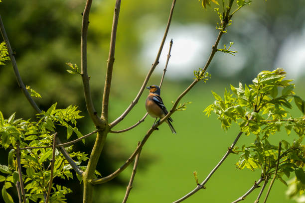 istock Proud chaffinch with its head raised high to attract a partner in spring in England 1320765689