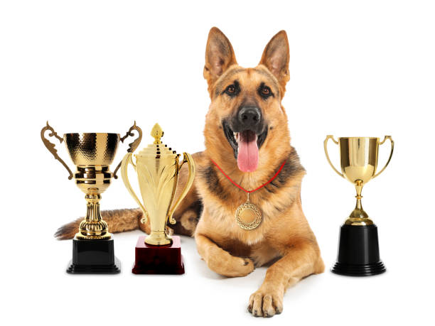 istock Cute German shepherd dog with gold medal and trophy cups on white background 1320766095