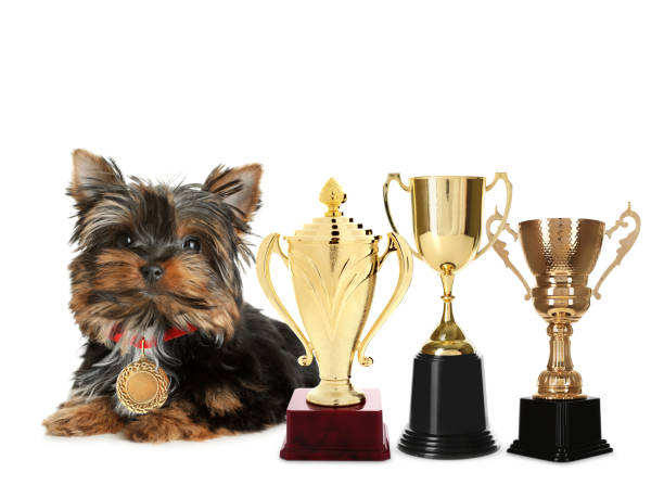 istock Cute Yorkshire terrier with gold medal and trophy cups on white background 1320766191