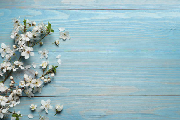 istock Blossoming spring tree branch as border on light blue wooden background, flat lay. Space for text 1320766261