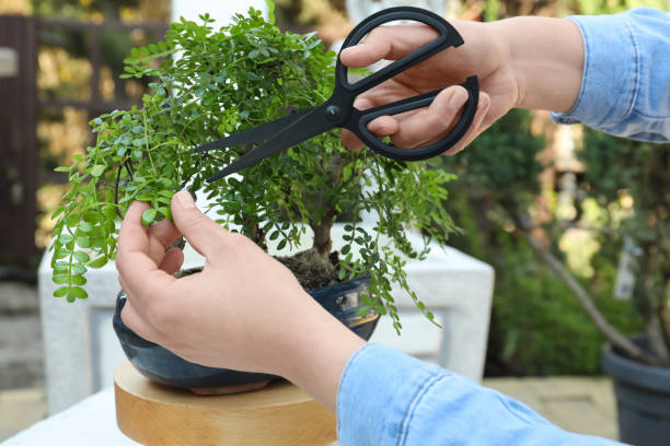 istock Woman cutting beautiful Bonsai tree outdoors, closeup 1320766959