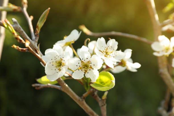 istock Closeup view of pear tree blossoms outdoors on sunny day 1320767103