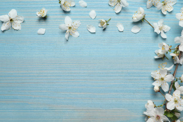 istock Blossoming spring tree branch and flowers as border on light blue wooden background, flat lay. Space for text 1320767113