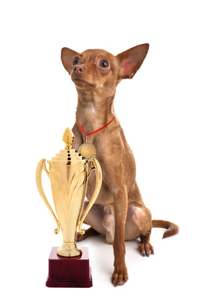 istock Cute toy terrier with gold medal and trophy cup on white background 1320767133