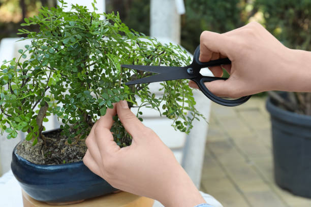 istock Woman cutting beautiful Bonsai tree outdoors, closeup 1320767142