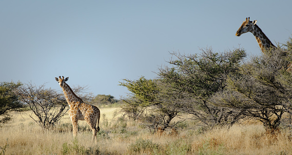 Young giraffe and its mother