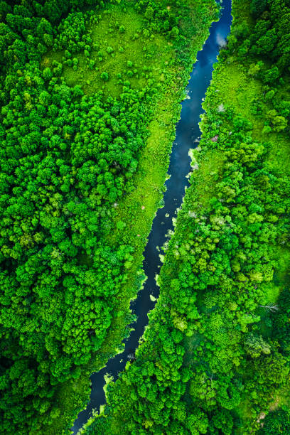istock Blooming algae on the river. Aerial view of wildlife. 1320767938