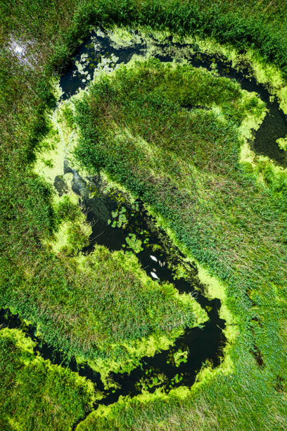 Blooming algae on river. Aerial view of wildlife in Poland. Blooming algae on river and swamps. Aerial view of wildlife in Poland. Nature in Europe. bory tucholskie stock pictures, royalty-free photos & images