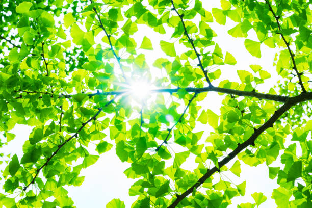 istock Renewable energy  sun light for green society 1320768868