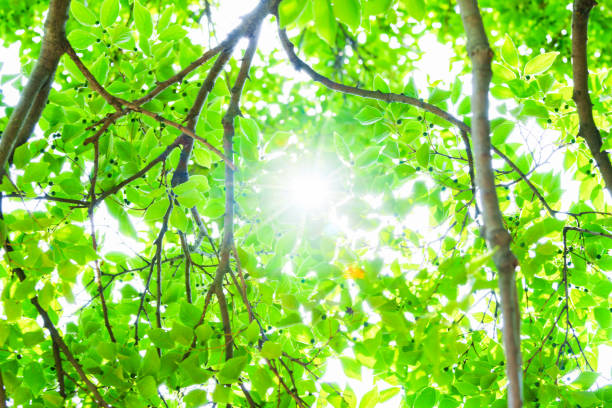 green society