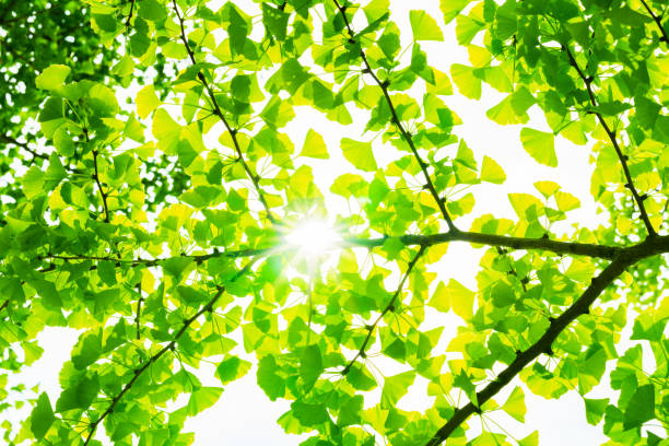 istock Renewable energy  sun light for green society 1320768888