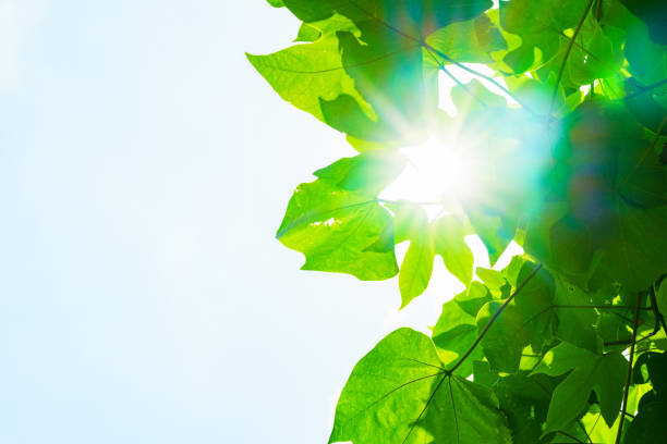 istock Renewable energy  sun light for green society 1320768896