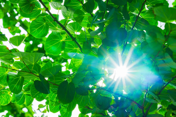 green society