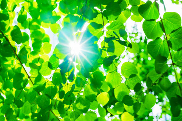 Spring background with fresh green leaves.