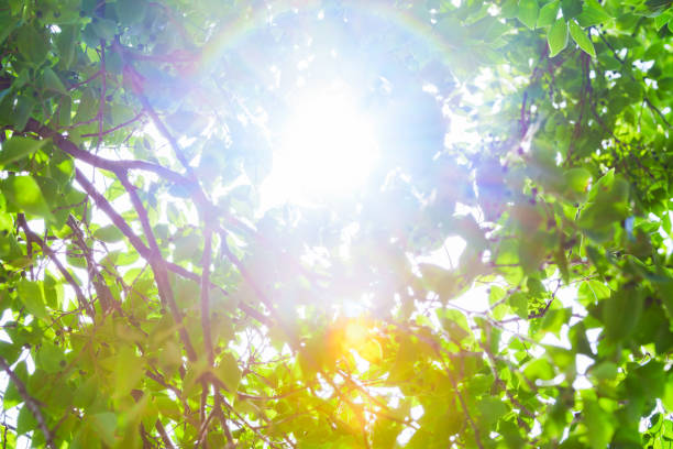 green society