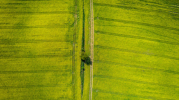 istock Yellow rape fields in Poland. Aerial view of agriculture. 1320769043