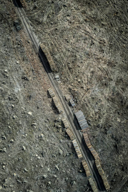 istock Shocking deforestation in Poland. Destroyed forest by industry. 1320769050