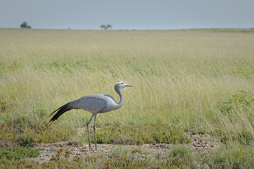 Blue crane in Etosha National Park