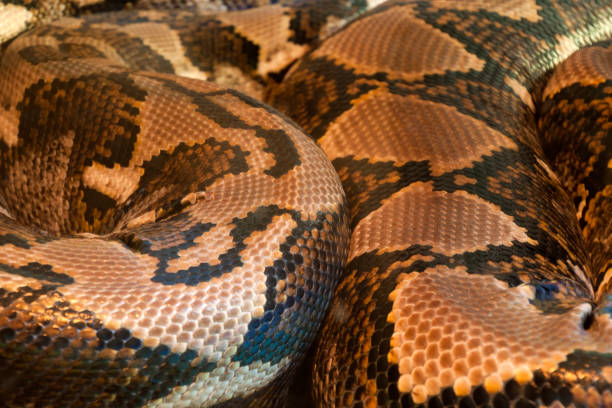 Corn Snake