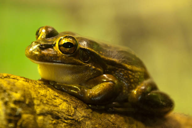 istock Litoria aurea or Green-and-golden bell frog perched on rock 1320769203