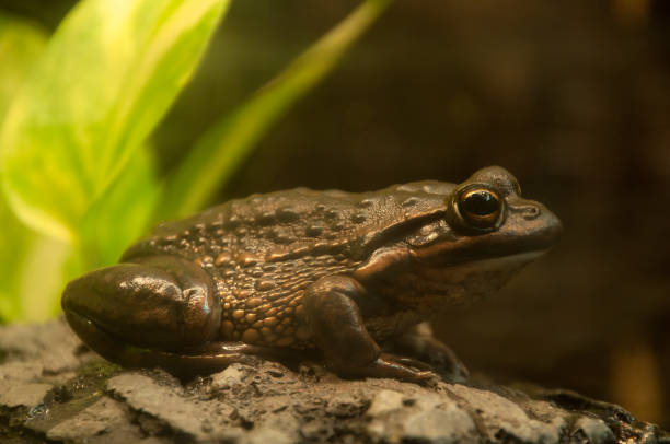 istock Yellow-spotted bell frog resting on rock 1320769205