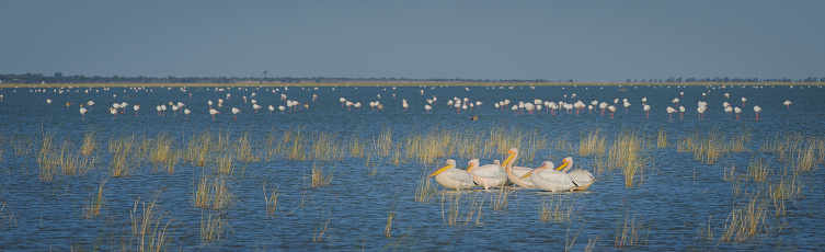 Flamingos and pelicans at Fischer's pan