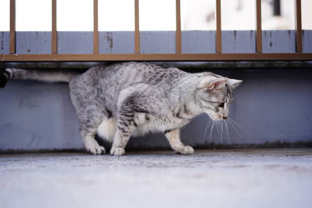 istock Egyptian mau cat at rooftop 1320771057
