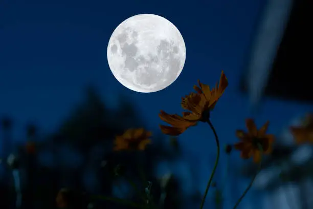 Photo of Full moon with cosmos flowers silhouette in the night.