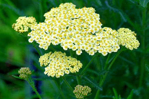 Achillea filipendulina, commonly known as Yarrow or Common Yarrow, is a flowering plant in the family Asteraceae. It is a rhizomatous, spreading, upright to mat-forming. Cultivars extend the range of flower colors to include pink, red, cream, yellow and bicolor pastels. The genus name Achillea refers to Achilles, hero of the Trojan War in Greek mythology, who used the plant medicinally to stop bleeding and to heal the wounds of his soldiers.