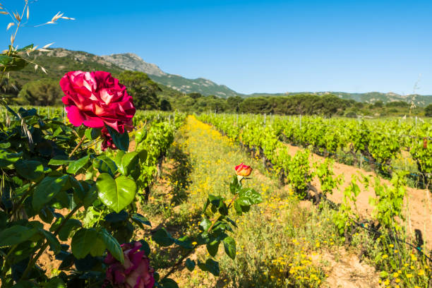 istock Red rose in vineyard in Corsica 1320771385