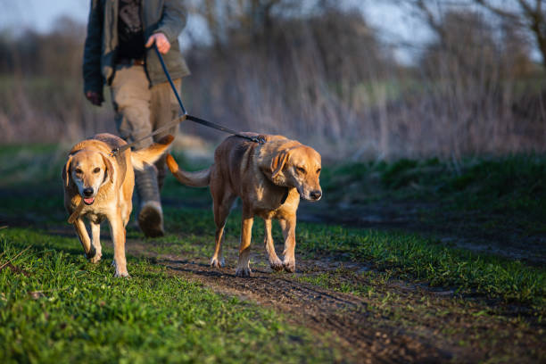 istock The hunter leads two Russian hound dog on a leash during the walk. 1320772330