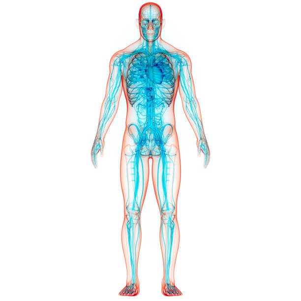 istock Human Circulatory System Heart Anatomy 1320774251