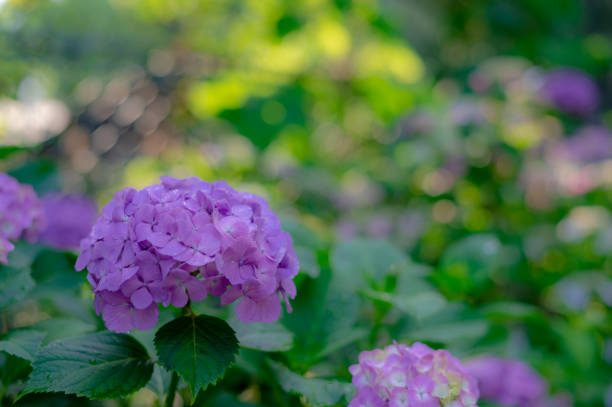 istock Many hydrangeas bloom at a shrine in Hakusan, Bunkyo-ku, Tokyo. 1320774540