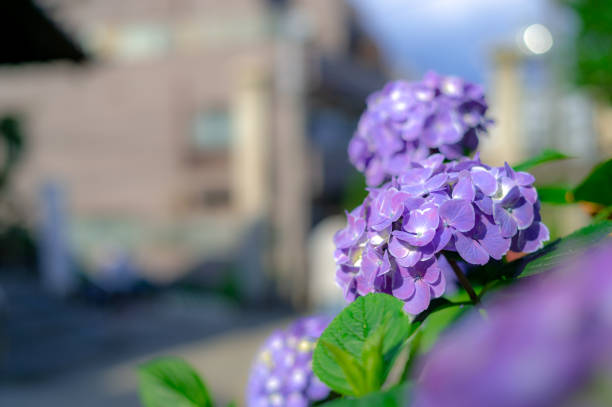istock Many hydrangeas bloom at a shrine in Hakusan, Bunkyo-ku, Tokyo. 1320774568