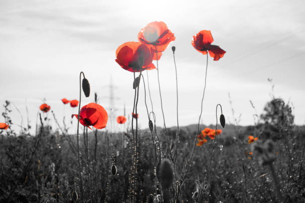 istock Red poppy flowers 1320775349