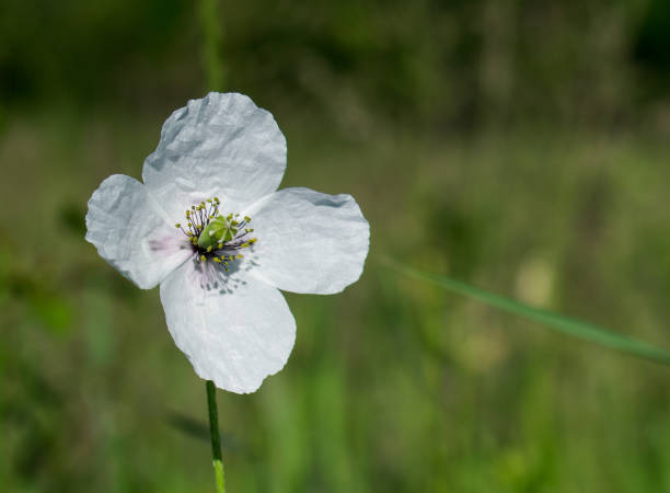 istock Wild flowers in the field. 1320775375