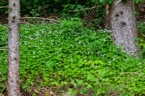 Carpet of white woodruff flowers in a pine forest, also called Galium odoratum or Waldmeister