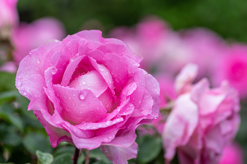 a soft pink rose with water droplets